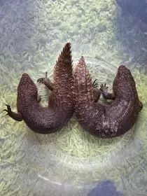 Egernia stokesii