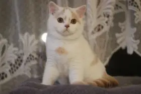 Britská koťátka s PP