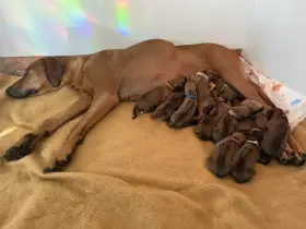 Rhodéský Ridgeback - štěňata s PP, odběr koncem listopadu