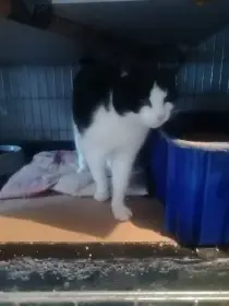 Kočička hledá hezký domov.