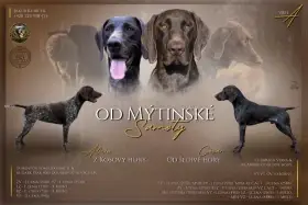Německý krátkosrstý ohař