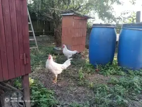 Leghorn kohouti