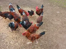 Prodám kohouty na chov