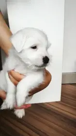 Parson Russell Terrier štěně s PP