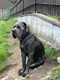 Baby Shark Original Legen -otec