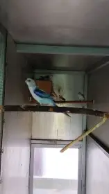 Rosela modrá na ino