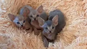 Koťátka sphynx s PP