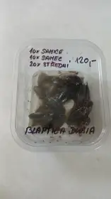 Blaptica dubia
