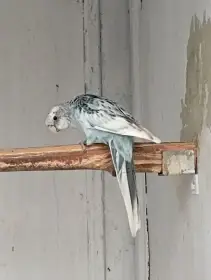 Rosela pestrá modrá, zlatá, černá