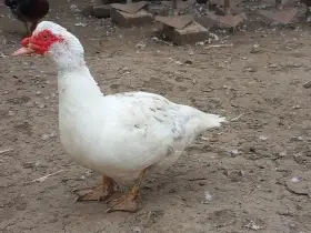 Bílé pižmovky rok 24 větší linie