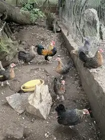 Bantamky oranžovo krké