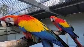 Ara arakanga 2.0