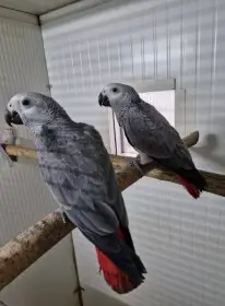 Ručně dokrmená , ochočená samička žaka