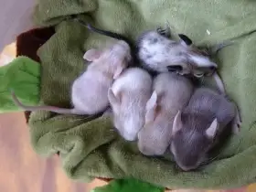 Osmák degu - kluci z CHS k rezervaci