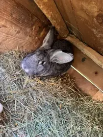 Činčila Velká samec 2x