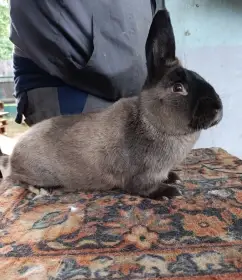 Nabízím samce a samici