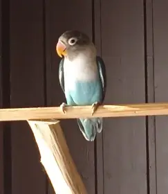 Prodám-agapornis škraboškový - modrý