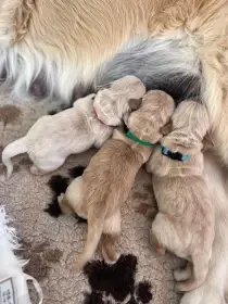 Zlatý retriever s PP - zlatý pejsek k rezervaci
