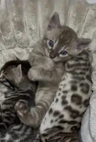 Bengálský charcoal mink kocourek s PP