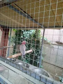 Kakadu růžový