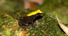 Mantella laevigata