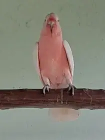 Kakadu inka.