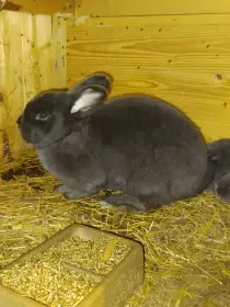Vídeňská modrá s PP