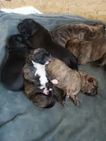 Štěňátka Apbt