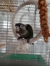 Ručně dokrmená mláďata pyrury červenobřichého