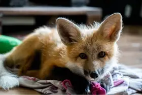 Liška domácí, lišky Red, Vulpes Vulpes - jaro rezervace štěňat 2026