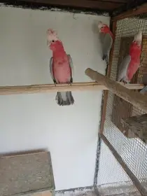 Kakadu růžový
