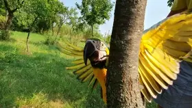 Ara  Ararauna