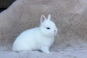 Zakrslí králíci s rodokmenem