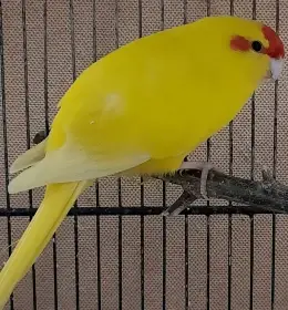 Prodám kakariky rudočelé - žluté