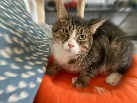 Vašík hledá klidný domov