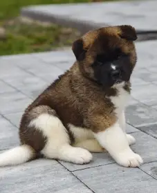 Američka akita – mužjak i ženka