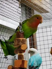 Agapornis růžohrdlý pár 2025 s DNA testy