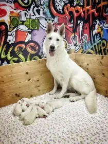Bílý švýcarský ovčák s PP-štěňata