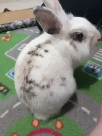 Zakrlsý králik Lionhead Žofinka