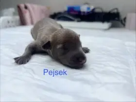 Italský chrtík s PP