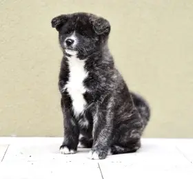 Poslední štěně Akita Inu s PP pejsek k odběru