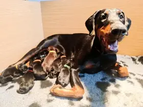 pár hodin po porodu