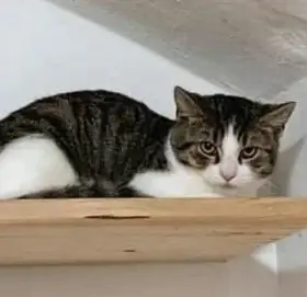 Kocourek Emil hledá nový domov