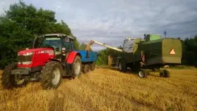 Nabízím oves nahý