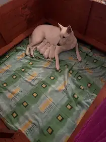 Bílý švýcarský ovčák