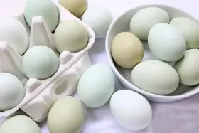 Slepice Nosnice Greenshell - snáší zdravá zelená, olivová a modrá vajíčka