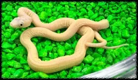 Užovka černá (Pantherophis obsoletus) Het Scaleless