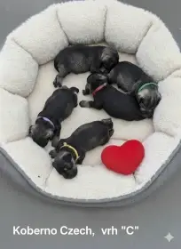 Knírač malý pepř a sůl s PP