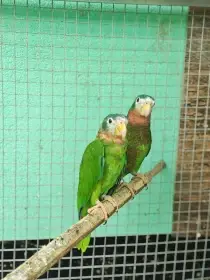 Amazoňan jamajský - Amazona collaria