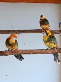 Prodám pomerančové straky